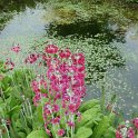 Primula pulverulenta